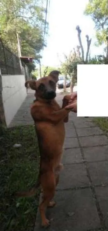 Cachorro ra a Sem raça definida (SRD) idade 1 ano nome Sem nome ainda !!!