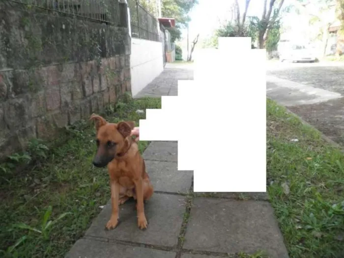 Cachorro ra a Sem raça definida (SRD) idade 1 ano nome Sem nome ainda !!!