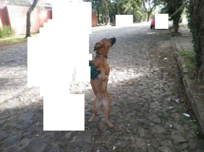 Cachorro ra a Sem raça definida (SRD) idade 1 ano nome Sem nome ainda !!!