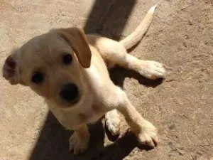 Cachorro raça Acho que é labrador. idade 2 a 6 meses nome Sem nome.