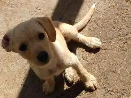 Cachorro ra a Acho que é labrador. idade 2 a 6 meses nome Sem nome.