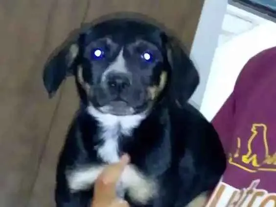 Cachorro raça SRD idade 2 a 6 meses nome Vilma