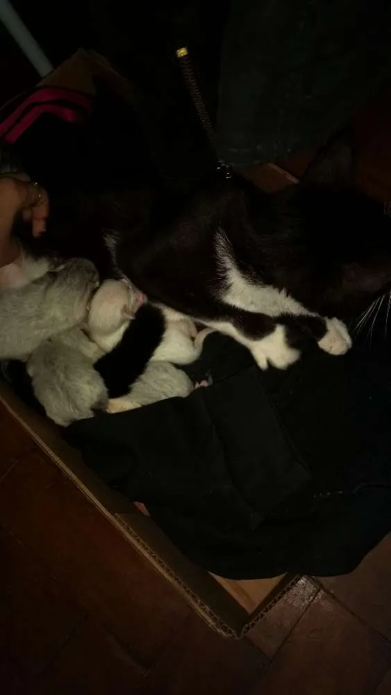 Gato ra a Não sei  idade Abaixo de 2 meses nome Não consta 