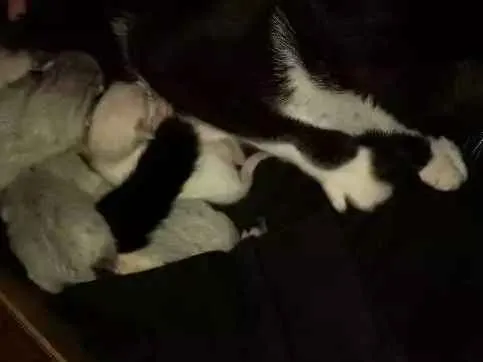 Gato ra a Não sei  idade Abaixo de 2 meses nome Não consta 