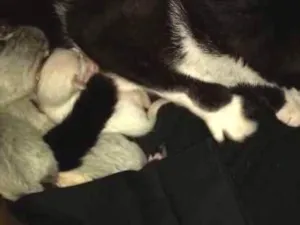 Gato raça Não sei  idade Abaixo de 2 meses nome Não consta 