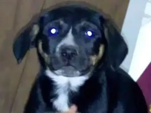Cachorro raça SRD idade 2 a 6 meses nome Vilma