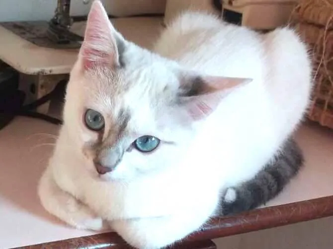 Gato ra a SRD idade 2 a 6 meses nome Anny