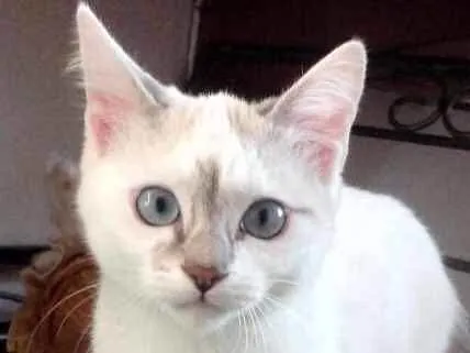 Gato ra a SRD idade 2 a 6 meses nome Anny