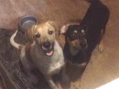 Cachorro ra a Vira latas  idade 2 a 6 meses nome Batman e Logan