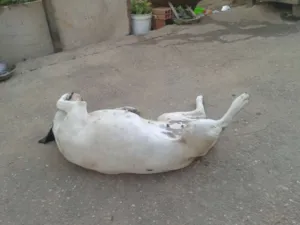 Cachorro raça Pitbull c Labrador (filhotes) idade Abaixo de 2 meses nome sem nome