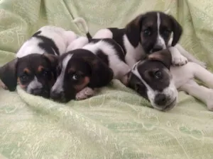 Cachorro raça Não definida idade 2 a 6 meses nome sem nome