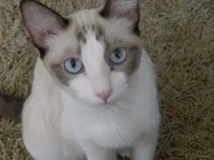 Gato raça SRD idade 3 anos nome Noah e Marie