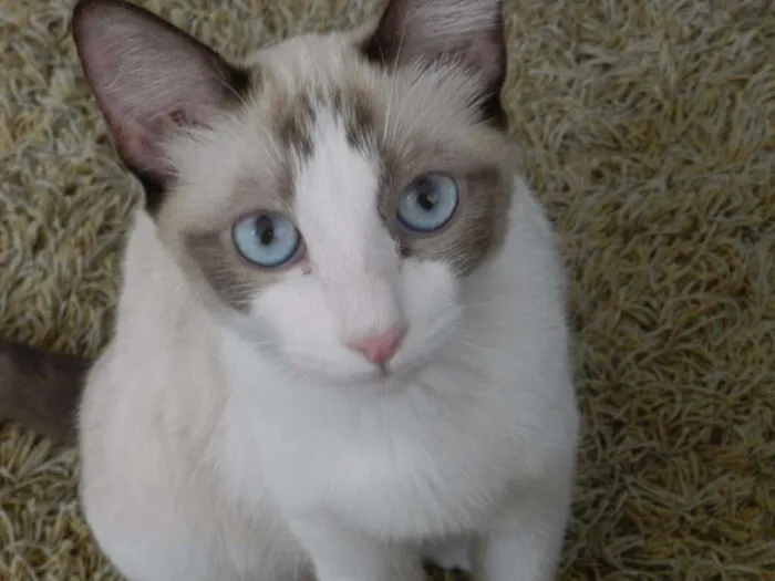 Gato ra a SRD idade 3 anos nome Noah e Marie