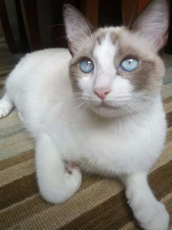 Gato ra a SRD idade 3 anos nome Noah e Marie