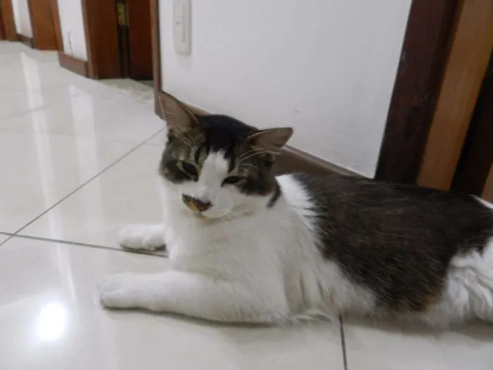 Gato ra a SRD idade 3 anos nome Noah e Marie