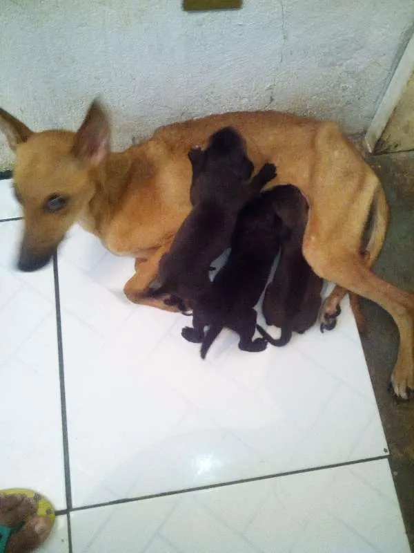 Cachorro raça Pinscher idade Abaixo de 2 meses nome SEM NOMES