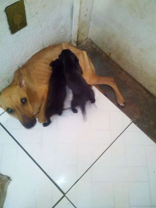 Cachorro raça Pinscher idade Abaixo de 2 meses nome SEM NOMES