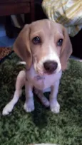 Teddy