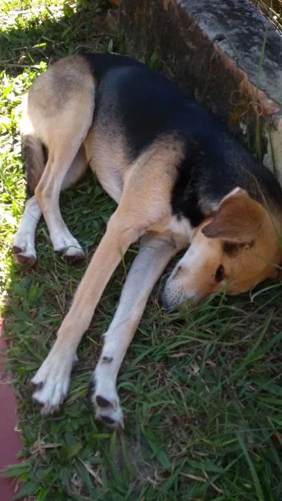 Cachorro raça Sem raça definifa idade 2 anos nome Zuca