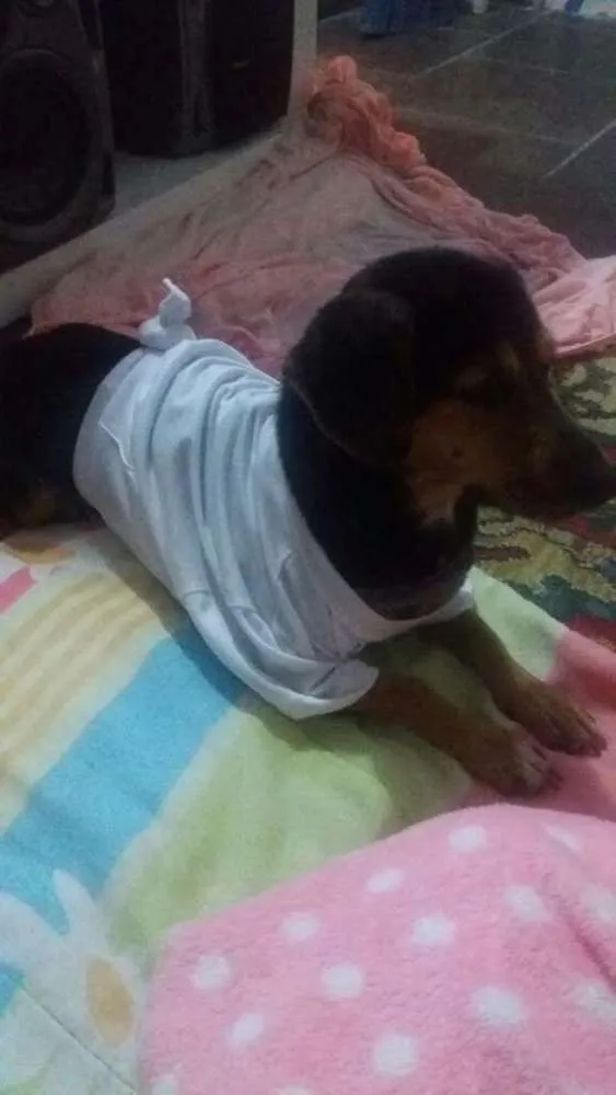 Cachorro ra a Bace idade 4 anos nome Princesa