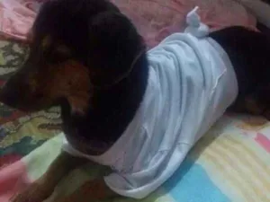 Cachorro raça Bace idade 4 anos nome Princesa