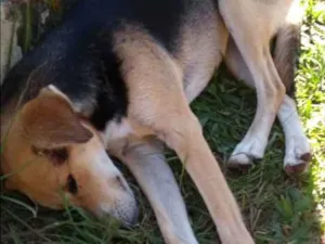 Cachorro raça Sem raça definifa idade 2 anos nome Zuca