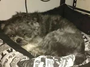 Cachorro raça Lhasa Apso idade 2 anos nome Charlie