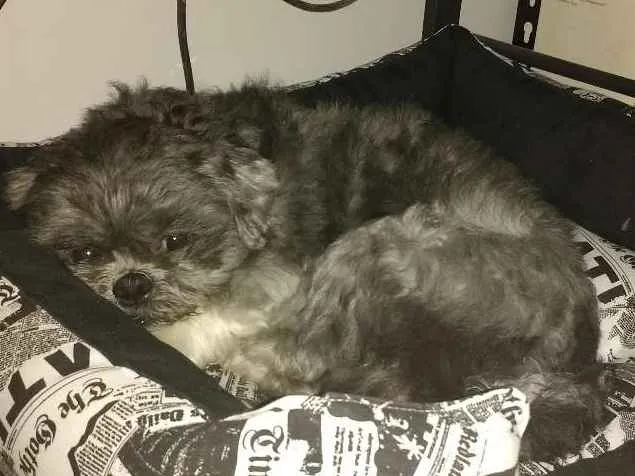 Cachorro ra a Lhasa Apso idade 2 anos nome Charlie