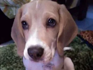 Cachorro raça Beagle idade 2 a 6 meses nome Teddy