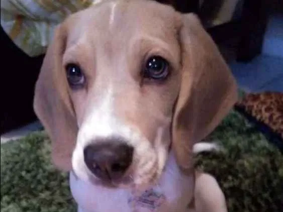Cachorro ra a Beagle idade 2 a 6 meses nome Teddy