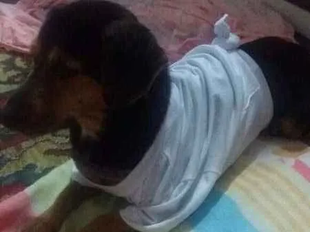 Cachorro ra a Bace idade 4 anos nome Princesa