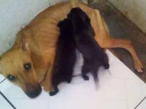 Cachorro raça Pinscher idade Abaixo de 2 meses nome SEM NOMES