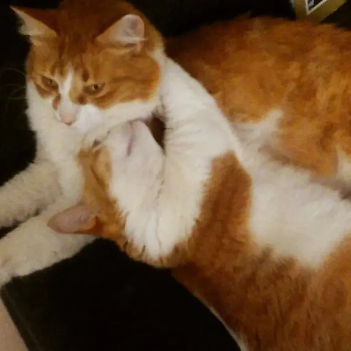 Gato ra a Sem raça idade 4 anos nome Nala e Nalo