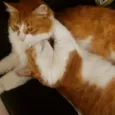 Nala e Nalo