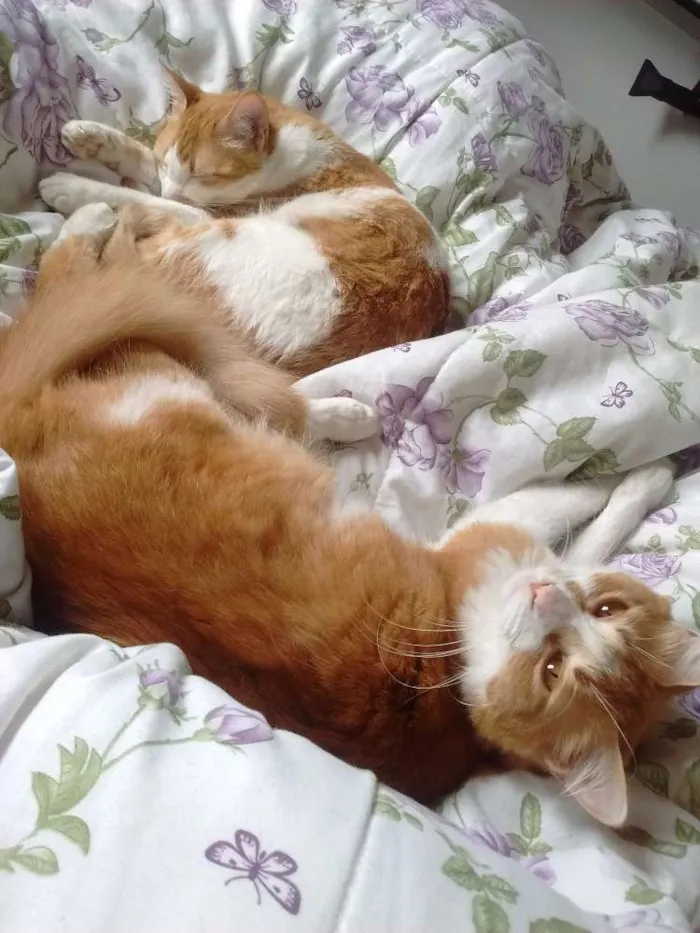 Gato ra a Sem raça idade 4 anos nome Nala e Nalo