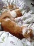 Nala e Nalo