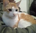 Nala e Nalo