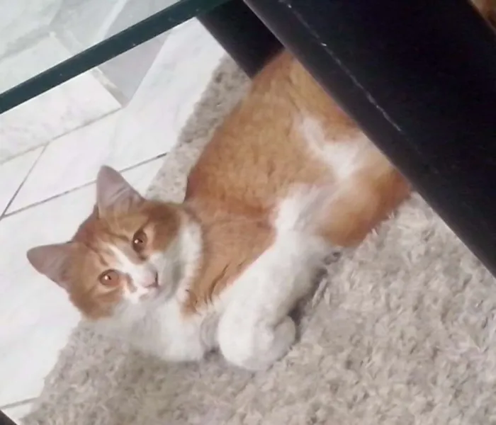 Gato ra a Sem raça idade 4 anos nome Nala e Nalo