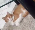 Nala e Nalo