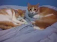 Nala e Nalo