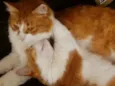 Nala e Nalo