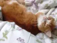 Nala e Nalo