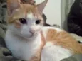 Nala e Nalo