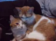 Nala e Nalo
