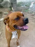Madona