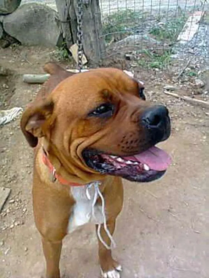 Cachorro ra a Boxer idade 3 anos nome Madona