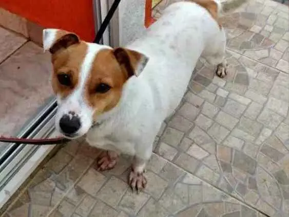Cachorro ra a Viralata idade 6 ou mais anos nome Fuxo