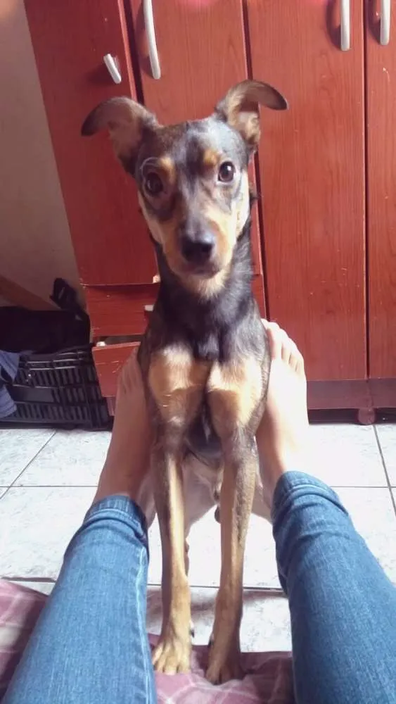 Cachorro ra a Vira lata idade 1 ano nome Dylan