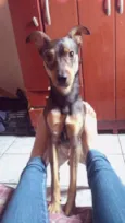 Dylan