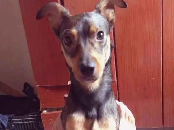 Cachorro ra a Vira lata idade 1 ano nome Dylan